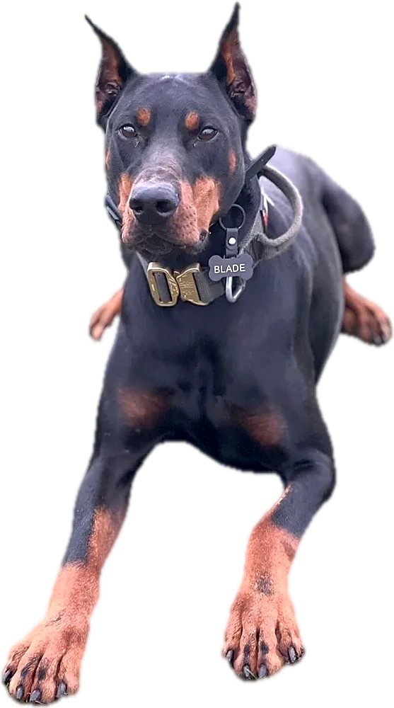Dobermann lying down, wearing a collar and lead