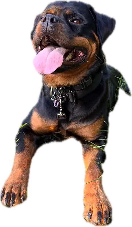 Rottweiler lying in long grass
