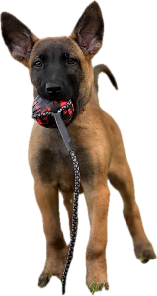 Belgian Malinois puppy with a toy