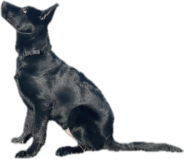 Young black German Shepherd sitting, watching a ball