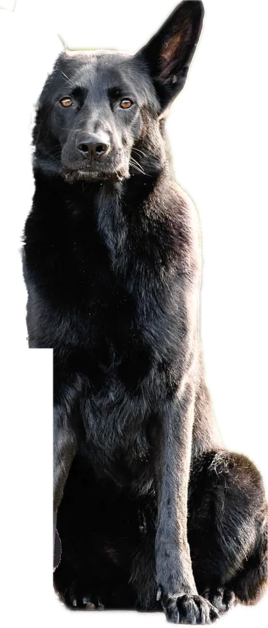Black German Shepherd sitting