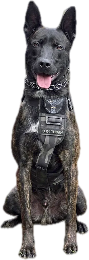 Black Dutch Shepherd in a K9 vest
