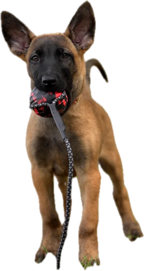 Belgian Malinois puppy on a lead, holding a toy