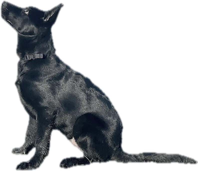 Young black German Shepherd sitting, eyes on a ball