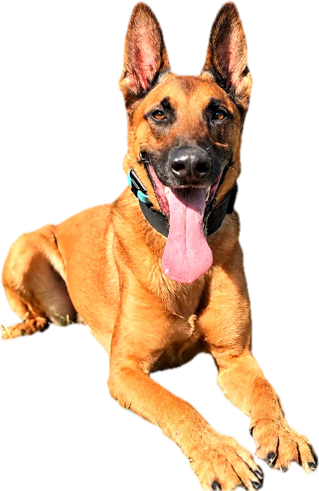 Belgian Malinois in a down on grass