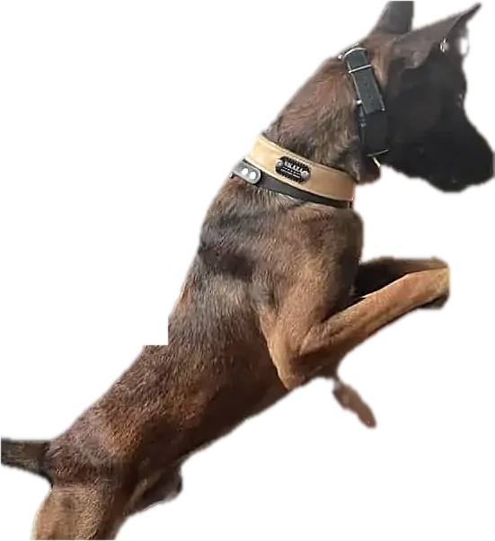 Belgian Malinois searching office drawers for a scent