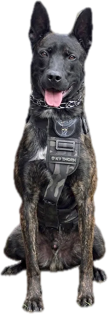 Black Dutch Shepherd sitting in a K9 vest